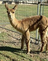 alpaca for sale