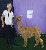 alpaca for sale