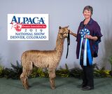 alpaca for sale