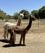 alpaca for sale