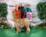 alpaca for sale