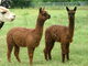 Previous Cria's