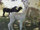 New! 1/2 Accoyo son born April 2012