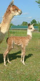 Camille as a cria