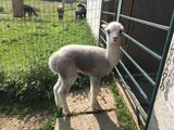 alpaca for sale