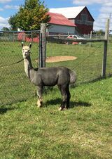 alpaca for sale