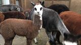 alpaca for sale