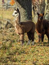 alpaca for sale