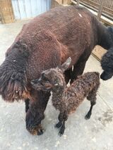 Her first cria