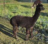 alpaca for sale