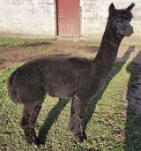 alpaca for sale