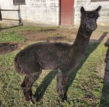 alpaca for sale