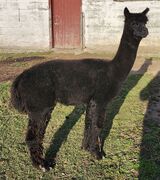 alpaca for sale