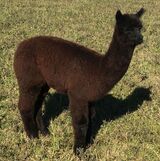 alpaca for sale