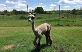 alpaca for sale