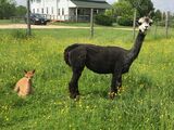 alpaca for sale