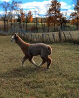 alpaca for sale