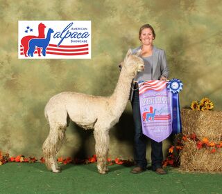 alpaca for sale