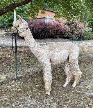 alpaca for sale