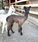 alpaca for sale