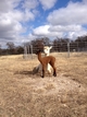 Male Cria born 12/4/2013