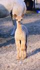 Cupcake as a cria - nice & straight