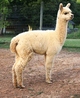 Tachometer's Golden Boy, 2015 male cria at side