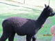 Obsidian Beauty  another cria