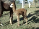 Avacia's Newest cria on the ground