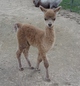 Belle's 1st cria sired by Rumaki