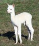 2012 Cria, Strikes Twice