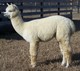 2010 cria - Colton 