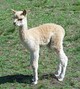 2012 Cria, Dreamweaver