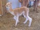 2009 cria, Eve