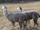 Annie & Jubilee, 2010 cria