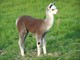 2012 Cria - WCA Prairie Rose