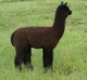 2011 Cria - WCA Midnight Jazz (sold)