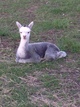 2013 cria, Sunday