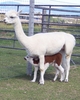 Artic Fox with first cria DOB 9-9-2010