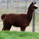 2014's cria Kona's Tinkerbelle March 2017