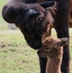 Mommy giving Carmilla kisses