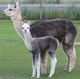 Cumbia and her new son Born May 12, 2015 1 hour old