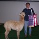 Goldie at the 2005 Heart of the Valley Alpaca Show