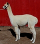 Tiger's Kashin' In now a yearling ready for 2012 Alpaca Mania Show