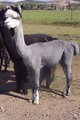 Luna's Sire 