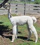 Muffet's 2nd cria: Lunar Eclipse DOB5-20-2012