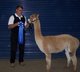 Dean & Bo and Alpaca Mania