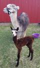 Midge's first cria female DOB April 24, 2020