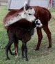 Oreo and his Mom Tianesta she is a beautiful red rose gray