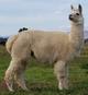 Tia Maria full fleece May 15, 2020